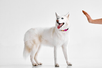 White Husky in Obedience Training Session