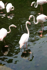 Portrait of Flamingos or Flamboyance Stand and Looking For Fish on Water Lake