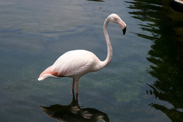 Fototapeta premium Pink Flamingo Stand on Water Lake