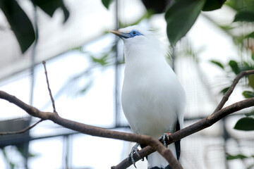 Close Up of White Bird With Blue Eyes Called Bali Myna Stand on Branch Against Nature Background