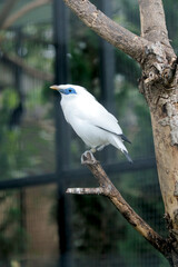 Beautiful White Bird With Blue Eyes and Yellow Beak Called Bali Myna Stand on Branch Against Nature Background