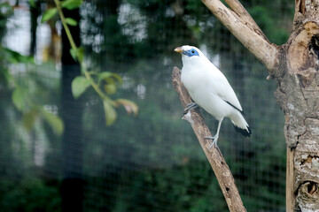 Beautiful White Bird With Blue Eyes or Bali Myna Stand on Branch Against Nature Background
