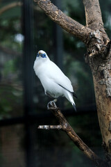 Beautiful White Bird With Blue Eyes or Bali Myna Stand on Branch Against Nature Background