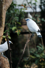 Group of White Bird WIth Blue Eyes Stand on Branch Against Nature Background