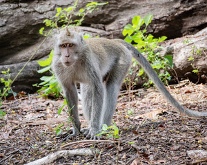 A long-tailed macaque in the forest