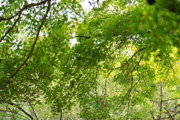 Obraz premium 木漏れ日注ぐ木々