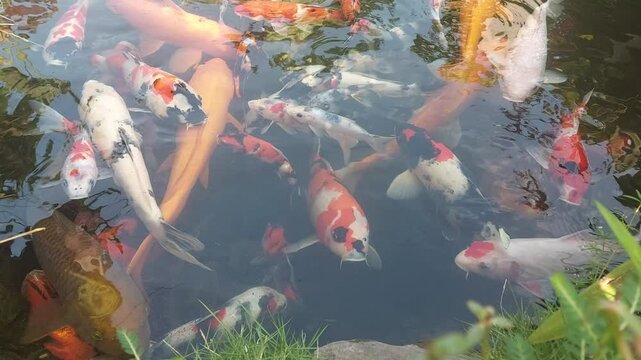 A group of koi fish are swimming in the pond. Koi fish or carp fish (Cyprinus Carpio) is an ornamental fish that has beautiful shapes, patterns, and colors. Goldfish in the pond. Japanese Koi fish.
