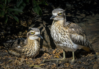 Bush stone-curlew birds nesting