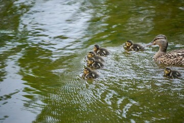 活発に泳ぎ回るマガモの雛たちと優しく見守る母親