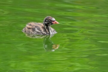 親が餌を持って帰ってくるのをじっと待つカイツブリ幼鳥
