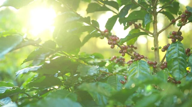 Red ripe cherry berries coffee beans on coffee tree in coffee plantation background. Farmer growing and harvesting coffee bean in farm on the mountain. Food and drink business and industry concept.