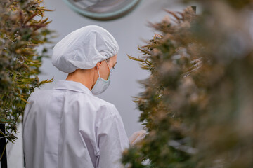 scientist wearing gloves hairnet carefully inspects cannabis plants under bright lights in a...