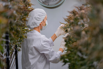 scientist wearing gloves hairnet carefully inspects cannabis plants under bright lights in a...