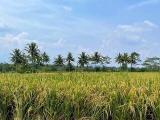 A group of people are working in a field of rice. The field is lush and green, with palm trees in the background. The people are wearing hats and carrying baskets