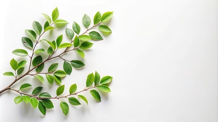 Obraz premium fresh and natural branch with green leaves on a white background aerial view