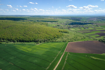 Agricultural cultivated field in summer season with growing crops. Green farm fields. Farming and agriculture industry