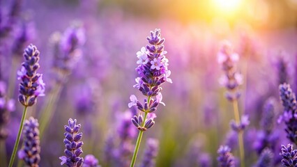 Naklejka premium lavender flower isolated on blurred background with Depth of Field