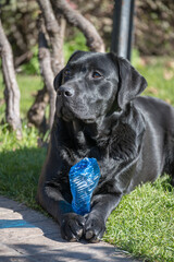 Pedigree Black Labrador Retriever
