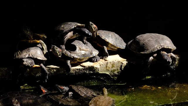 Turtles climbing on top of each other to sunbathe in the pond