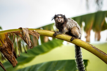 sagui de tufo ou mico estrela
