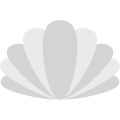 Seashell Illustration