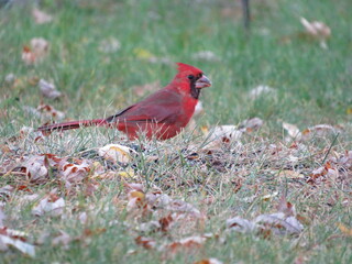 Cardinal in Grass