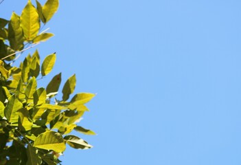 藤の木と青空　秋の風景