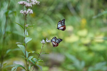 海を渡る蝶・アサギマダラ