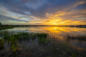 Evening landscape of Florida wetland flora. Lake water in southern tropical swamp at sunset