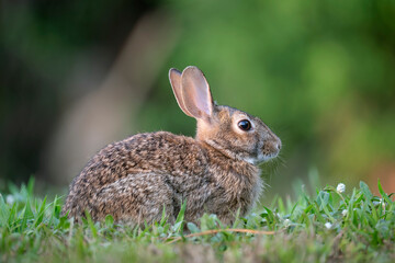 Grey small hare eating grass on summer field. Wild rabbit in nature