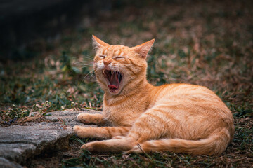 Gato amarelo bocejando - yellow cat yawning