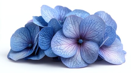 A cluster of delicate blue hydrangea flowers on a white background.