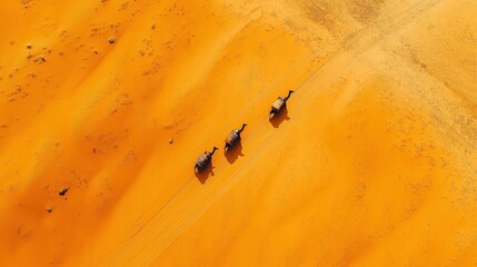 Fototapeta premium A serene view captures a caravan of camels gliding across expansive orange sand dunes. The minimalist landscape evokes a profound sense of loneliness and peace under natural light.