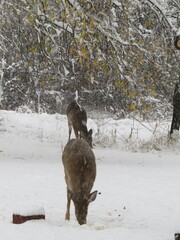 Deer in Snow
