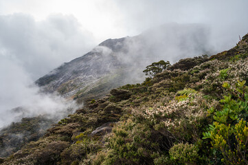 Scenery view of nature on Mt.Kinabalu, Malaysia. Kinabalu is a hot spot of plant biodiversities. It is estimated between 5,000 to 6,000 vascular plant are found in this park.