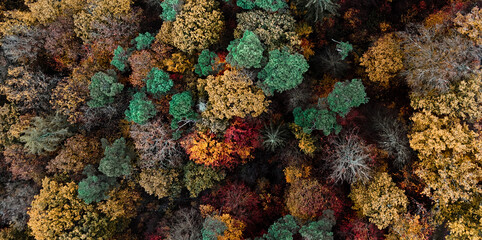 A top down shot of trees with strong fall colors of a German forest
