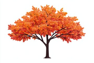 Vibrant orange autumn tree with a thick trunk on a white isolated background.