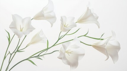 Fototapeta premium A high-resolution shot of white bell flowers on a clean white background,