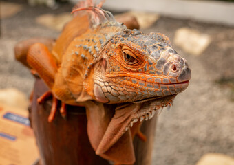orange iguana staring intently at you