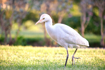 White cattle egret wild bird, also known as Bubulcus ibis walking on green lawn in summer