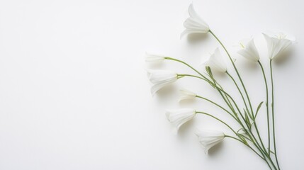 Fototapeta premium A minimalist high-resolution image of white bell flowers