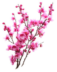 Vibrant Eastern Redbud Blossoms on transparent background