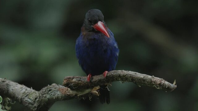 javan kingfisher