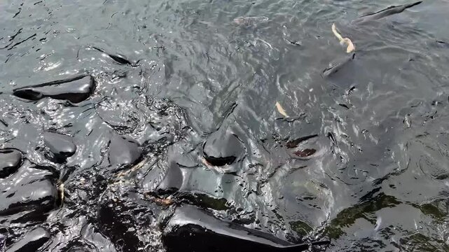 Man feeding giant catfishes in the pond.