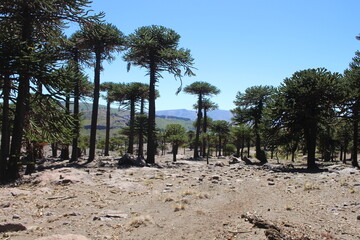 Landscape of the Argentine Patagonia with mountains, rivers and desert