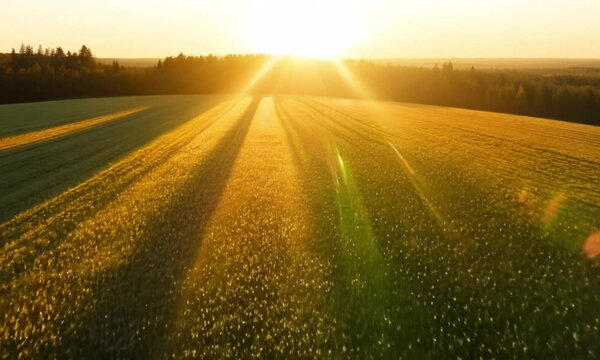 Vitamin D Sunrise: Golden Morning Light for Health and Vitality