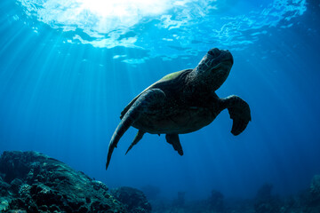 A sea turtle glides peacefully above a coral reef in the crystal-clear waters of Waikiki, Hawaii.