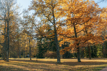 Fototapeta premium Trees in an autumn park bathed in bright sunlight on a clear day, showcasing vibrant colors and the beauty of nature.