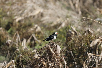 Siamese Pied Starlings is standing on the rock in the dry field.