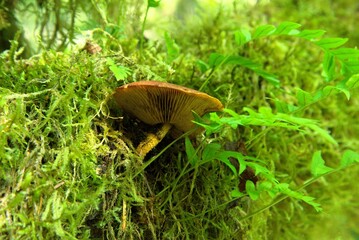 Close up of a mushroom cap, most likely a Sheathed Woodtuft (Kuehneromyces mutabilis), growing on...